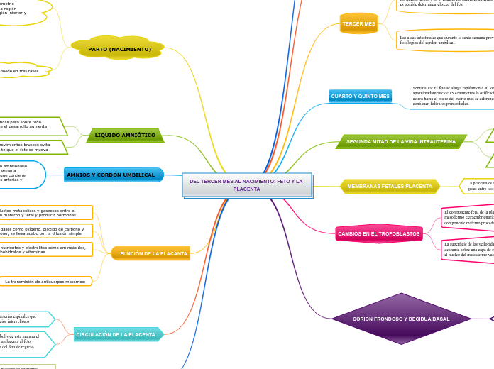 DEL TERCER MES AL NACIMIENTO: FETO Y LA PLACENTA