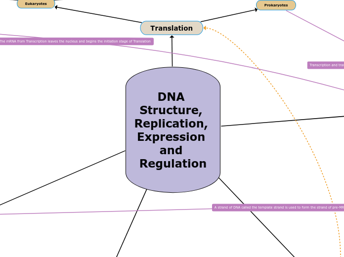 DNA Structure, Replication, Expression and Regulation