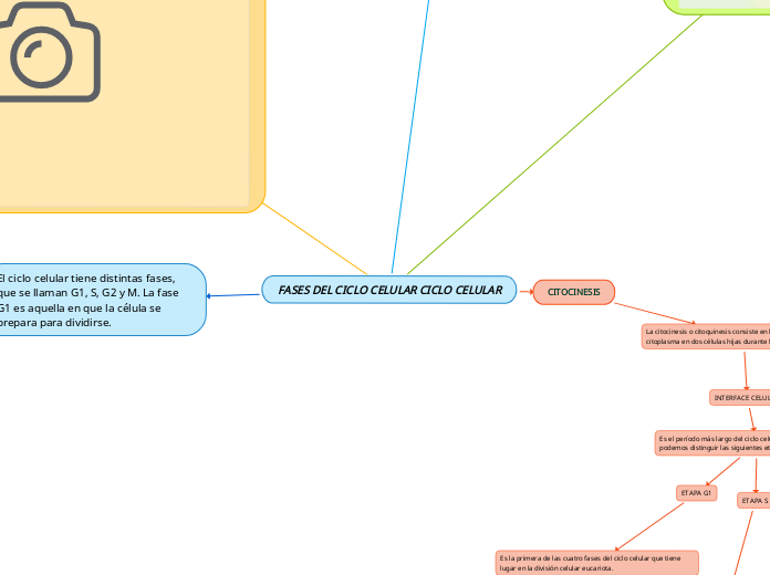 FASES DEL CICLO CELULAR CICLO CELULAR