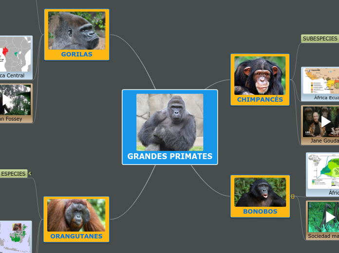 GRANDES PRIMATES