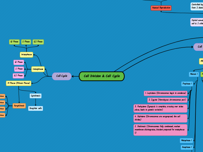 Task 1:Cell Division Concept Map