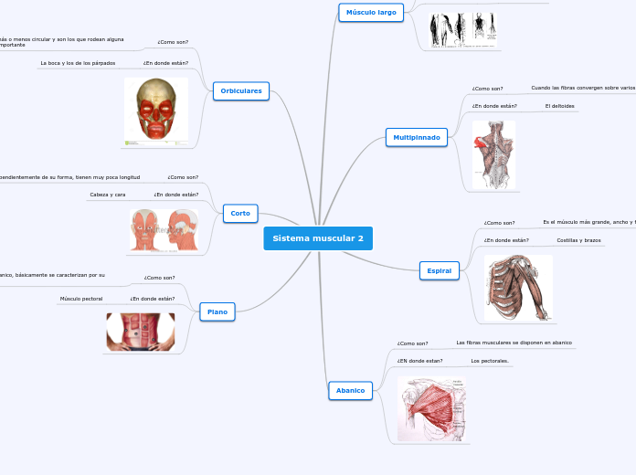 Sistema muscular 2