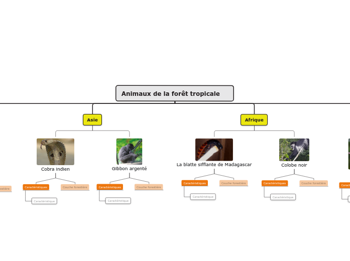 Animaux de la forêt tropicale